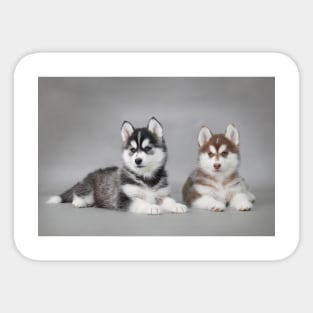 Husky puppies Sticker